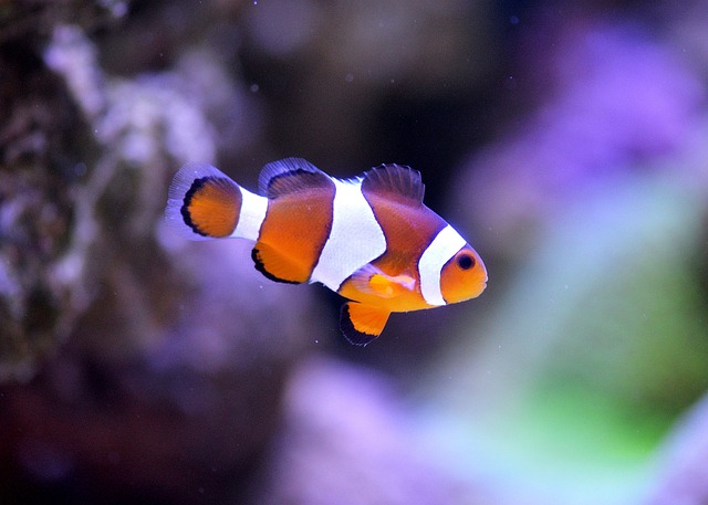 clownfish-1453910_640