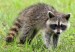 raccoon-1905528_640