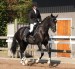 dressage-1308564_640