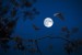 full-moon-3659317_640