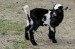 goat-4085685_640