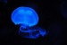 jellyfish-2883_640